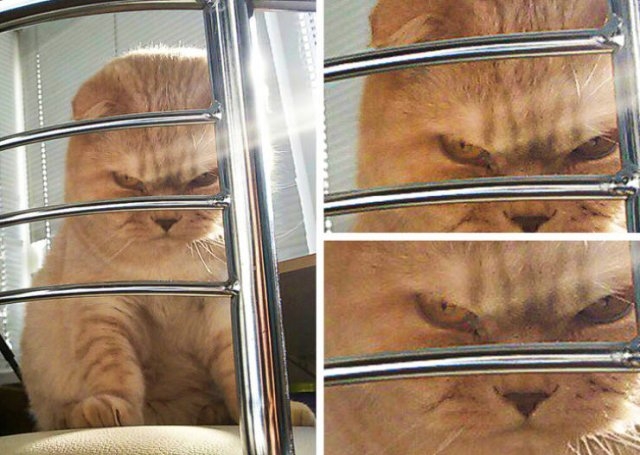 funnycats33_013