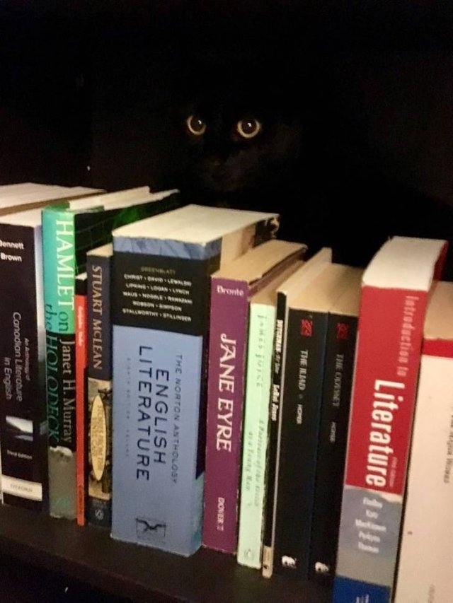 funnycats33_014