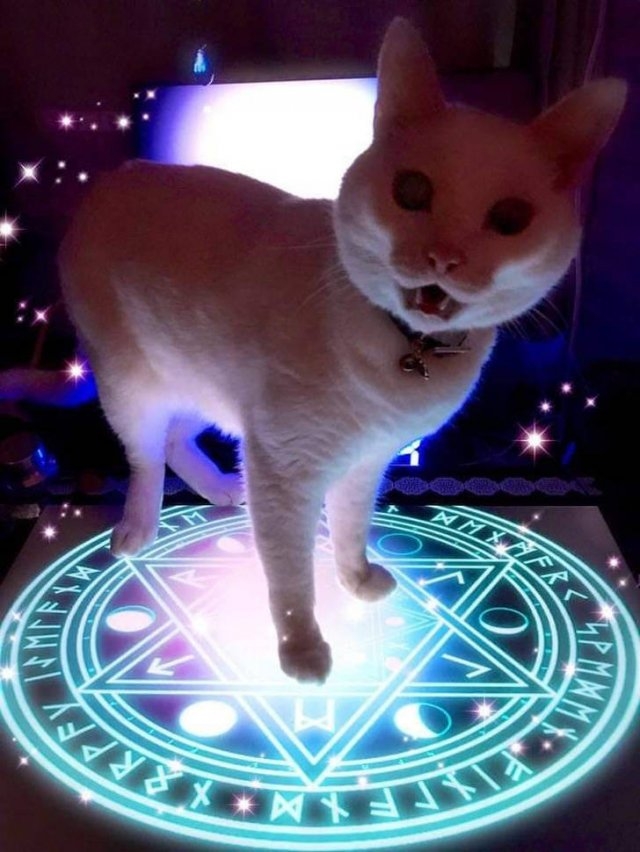 funnycats33_016