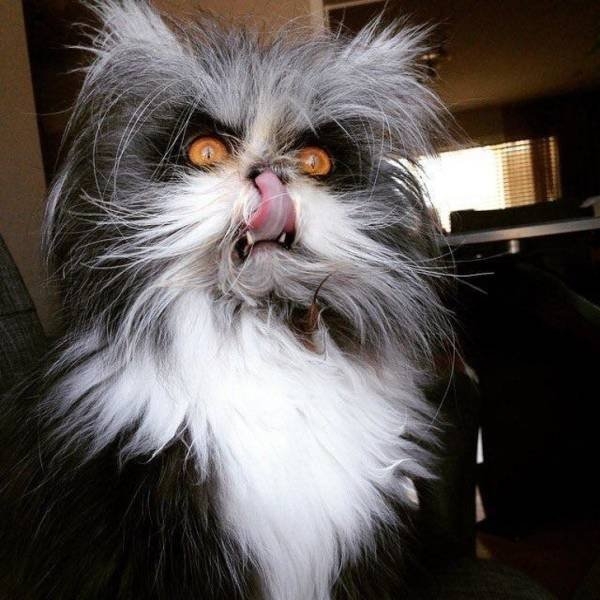 funnycats33_017
