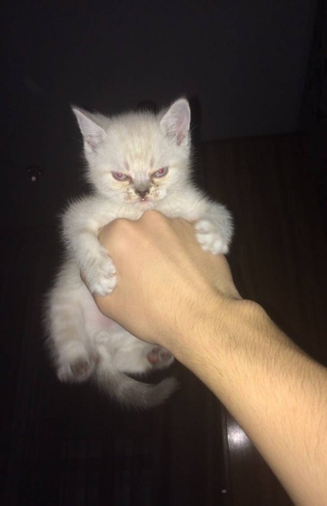 funnycats33_018