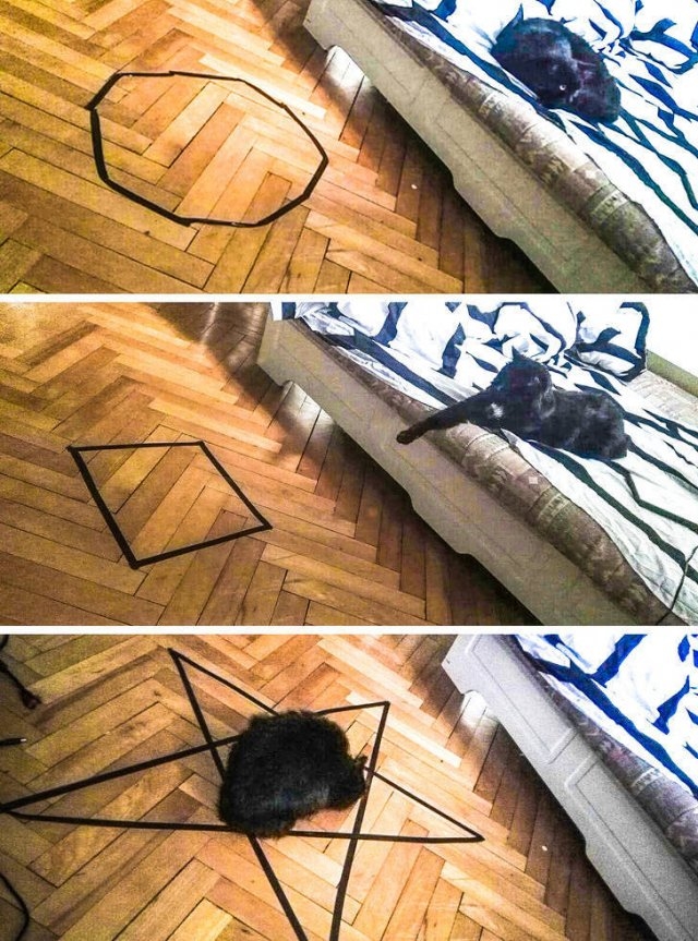 funnycats33_019