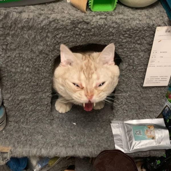funnycats33_020