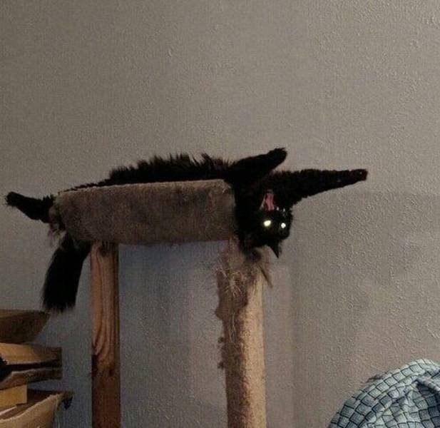 funnycats33_021