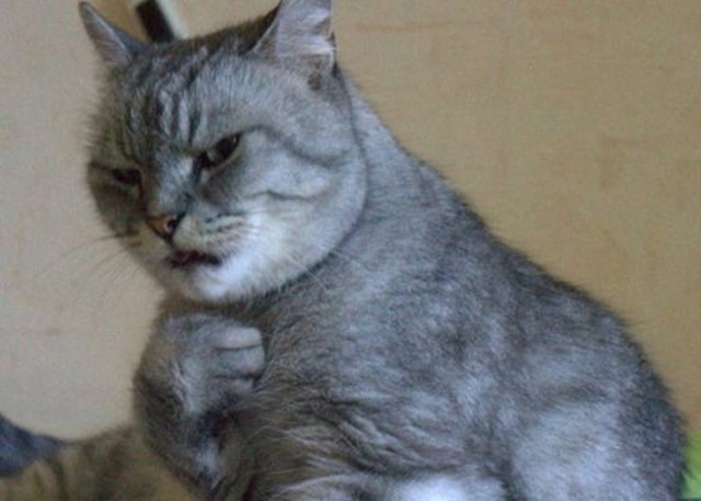 funnycats33_022