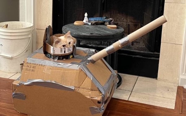 funnycats33_023