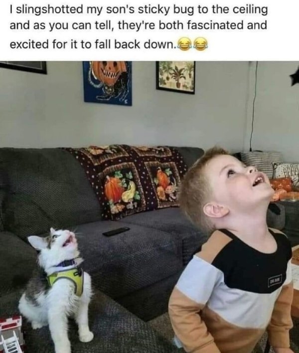 funnycats33_024
