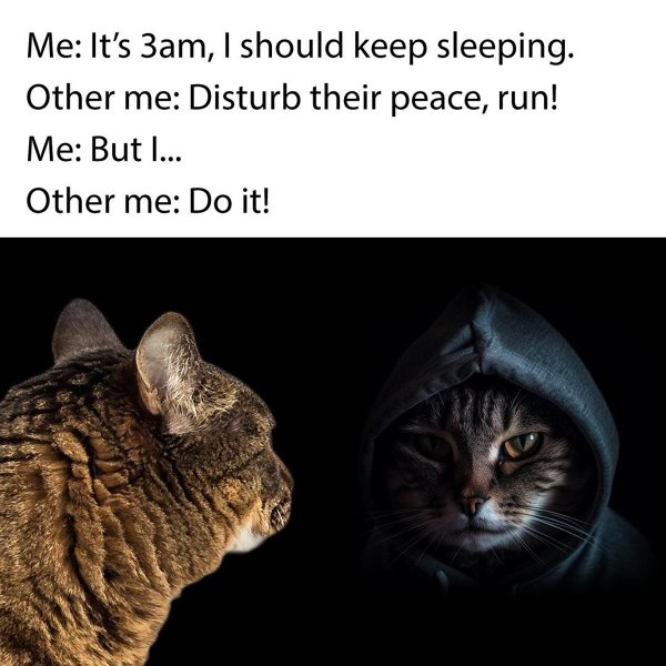 funnycats33_025