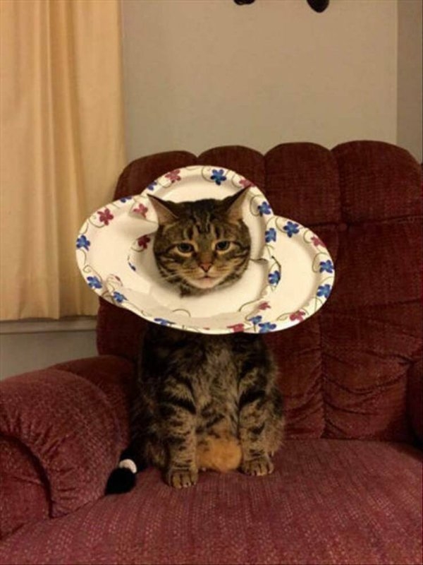 funnycats33_026