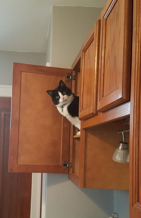 funnycats33_027