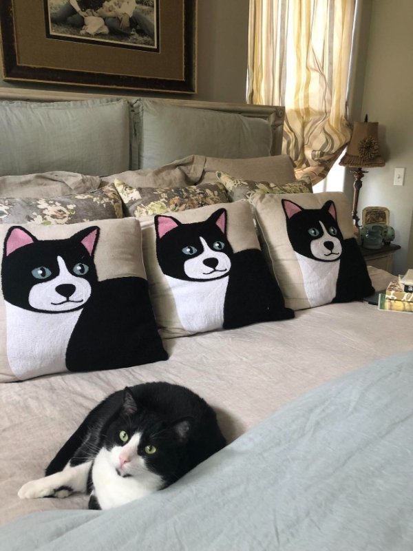 funnycats33_028