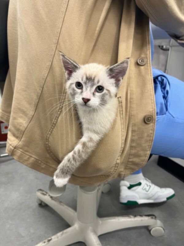 funnycats33_029