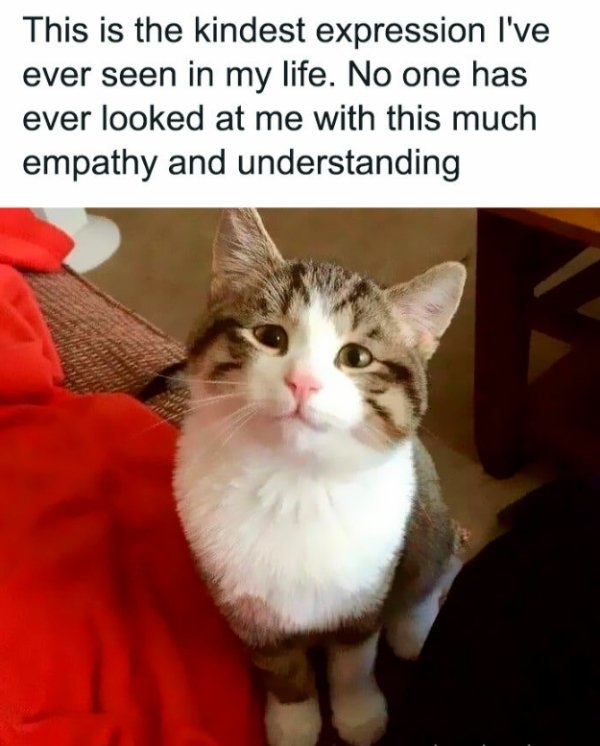 funnycats33_031