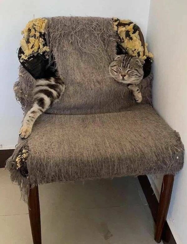 funnycats33_033