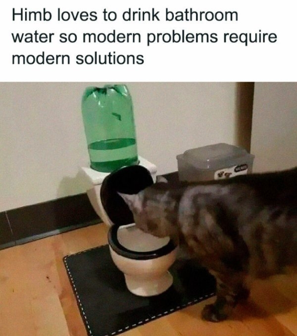 funnycats33_035