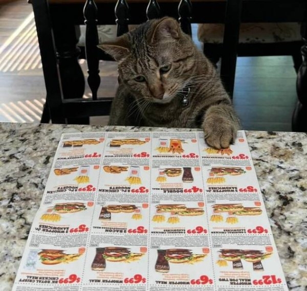 funnycats33_036