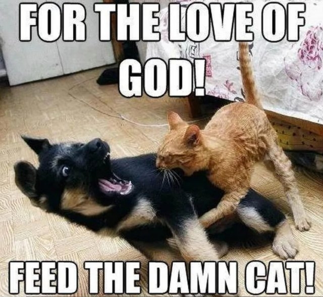 funnycats33_037