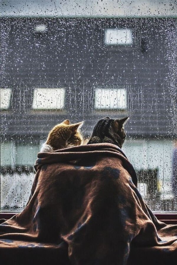 funnycats33_039