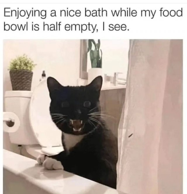 funnycats33_040