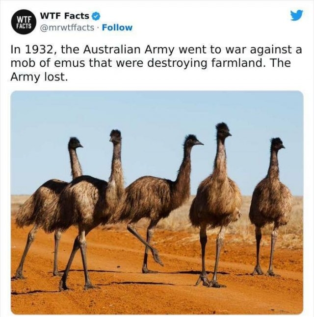 interestingfacts61_007