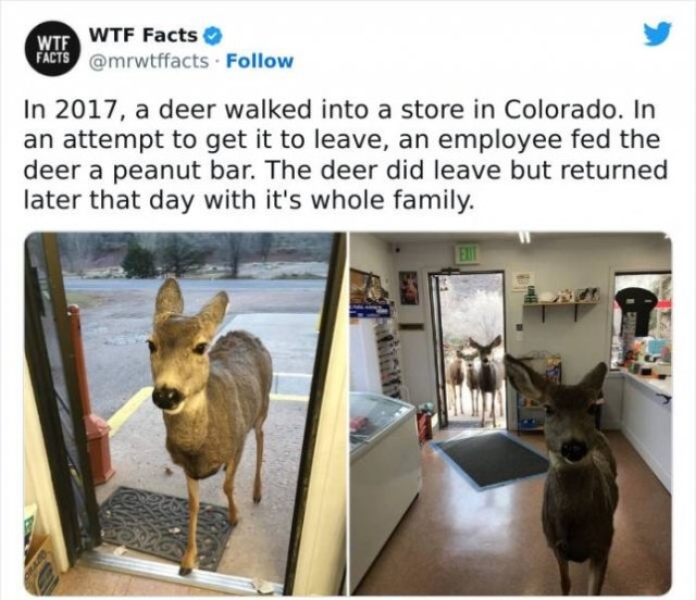 interestingfacts61_019