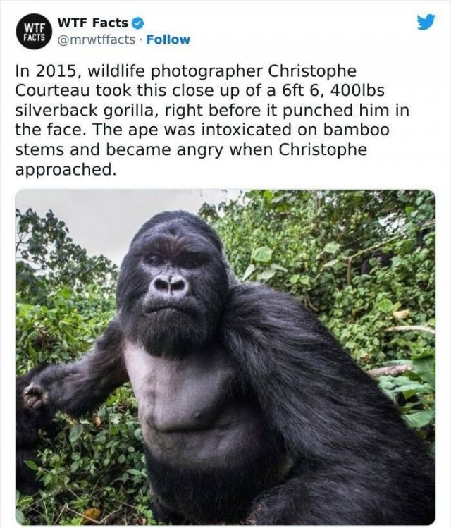 interestingfacts61_020