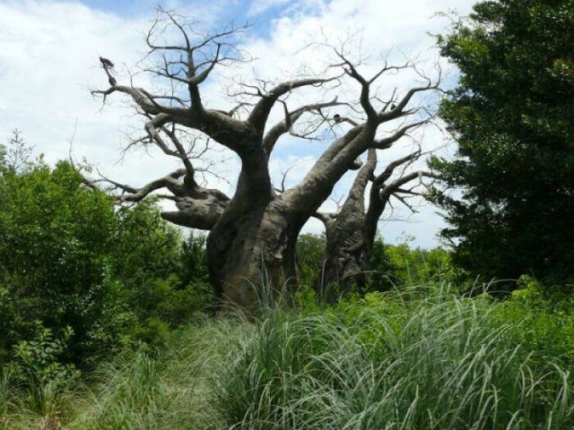 interestingfacts62_009