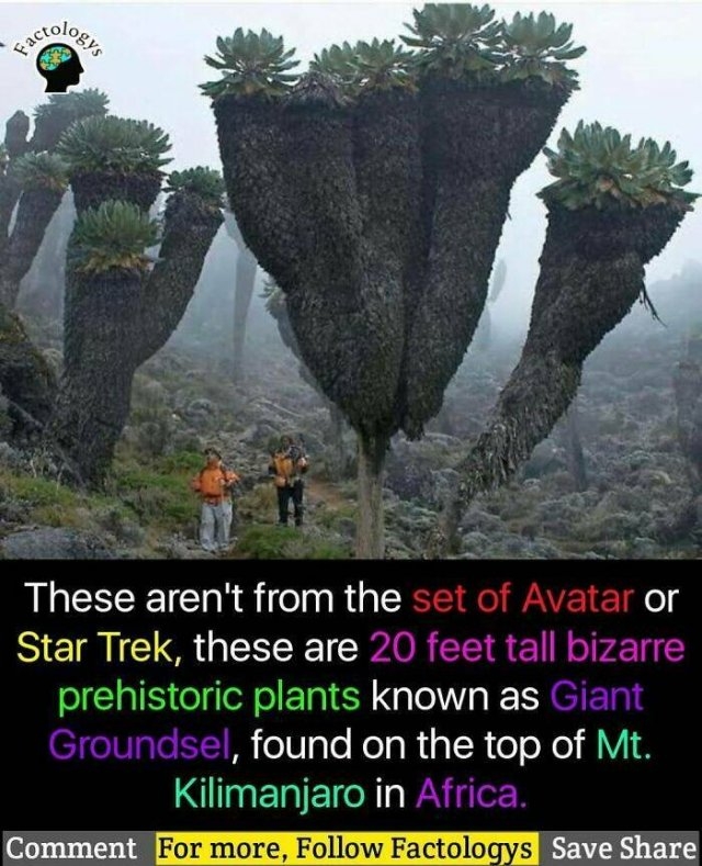 interestingfacts63_007