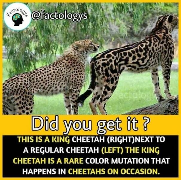 interestingfacts63_009