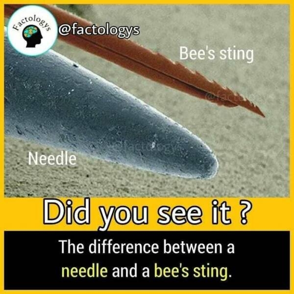 interestingfacts63_021