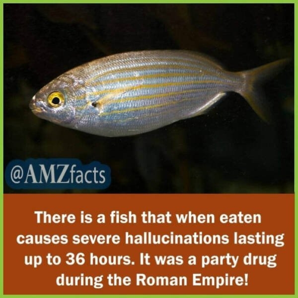 interestingfacts65_006