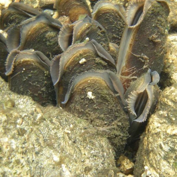 longlivinganimals_001