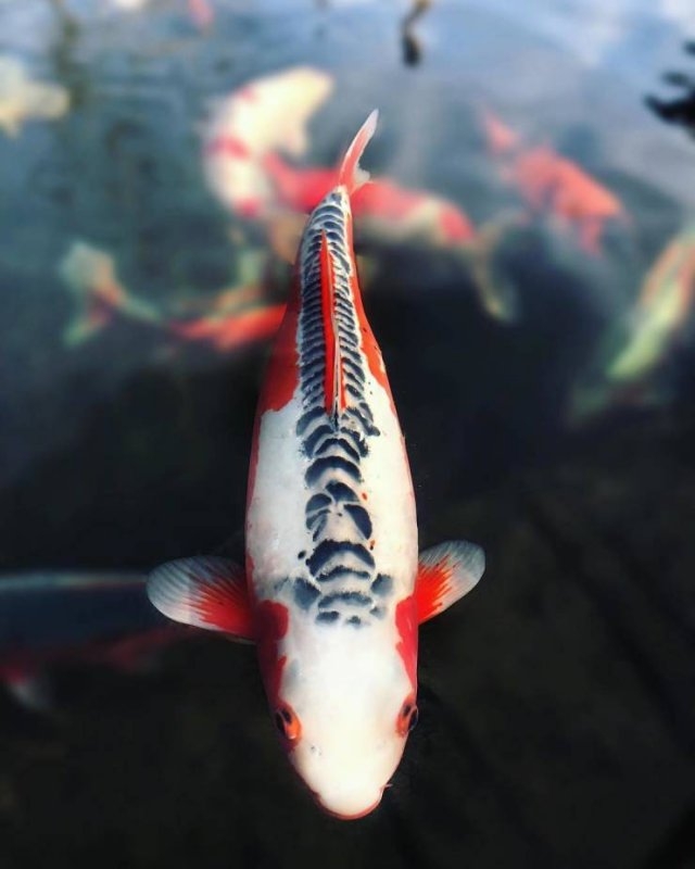 longlivinganimals_003