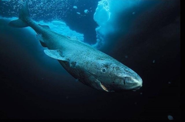longlivinganimals_004