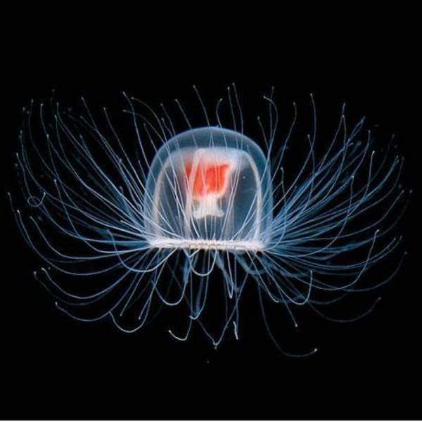 longlivinganimals_005
