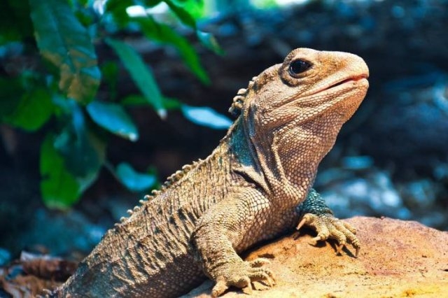 longlivinganimals_006