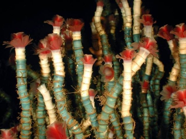 longlivinganimals_007