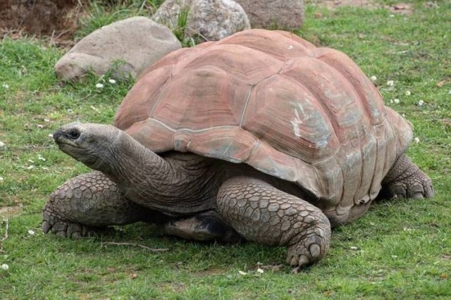 longlivinganimals_008