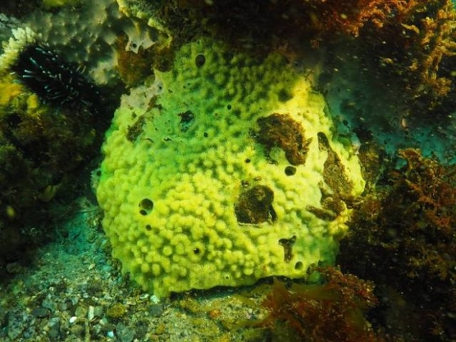 longlivinganimals_009