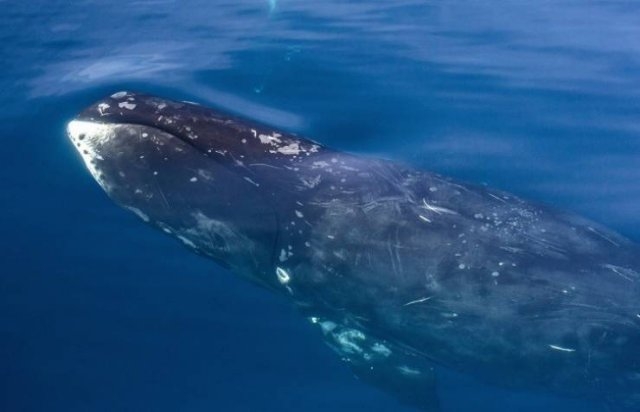 longlivinganimals_010
