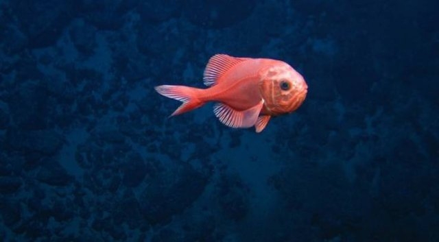 longlivinganimals_011