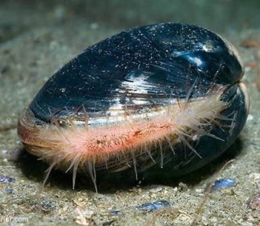 longlivinganimals_013