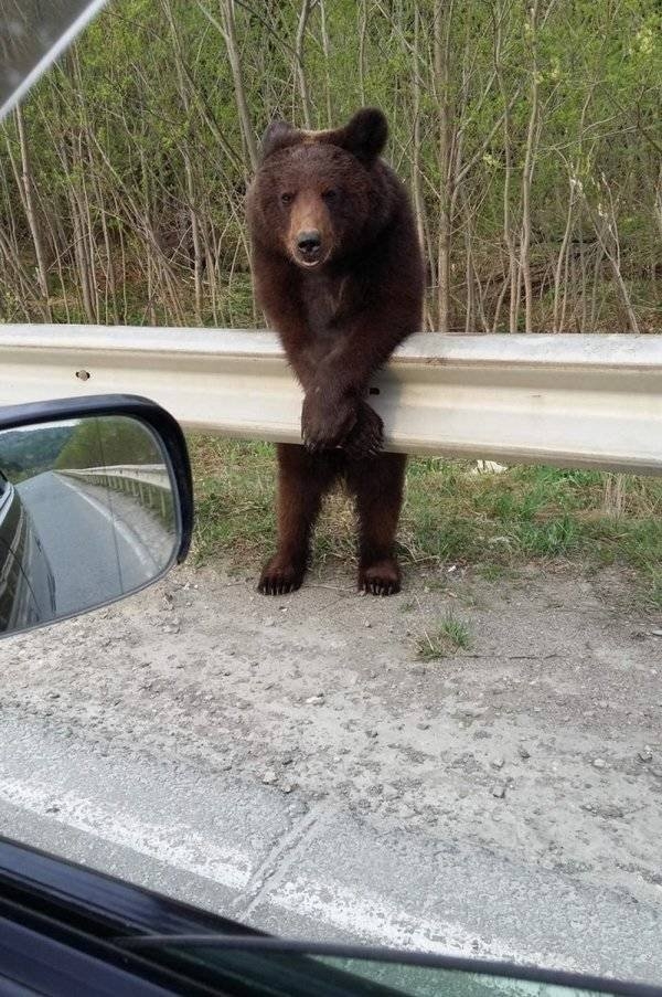 longlivinganimals_019