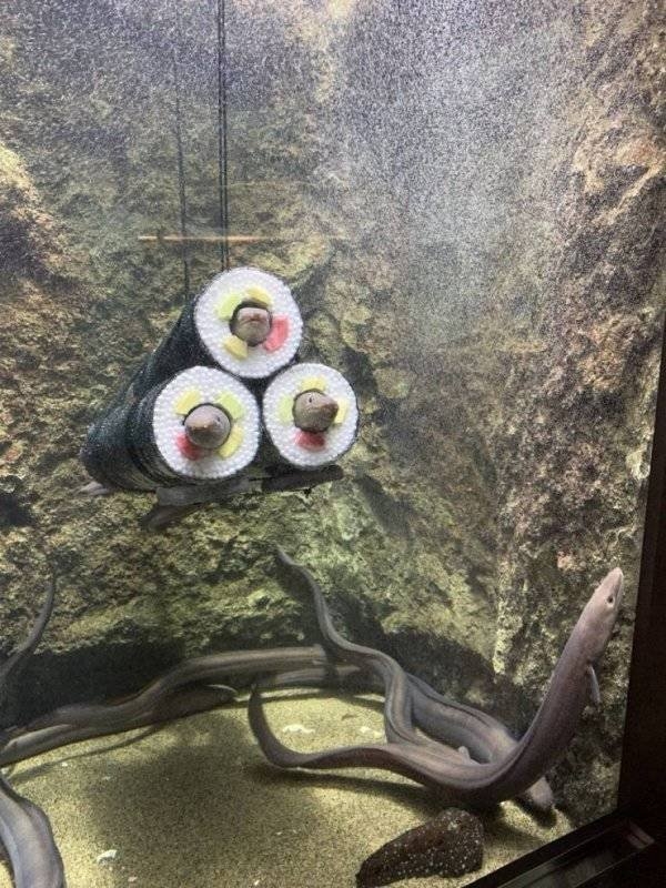 longlivinganimals_023