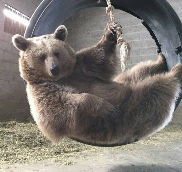 longlivinganimals_024