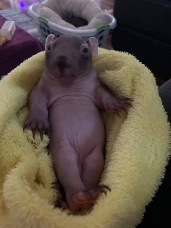 longlivinganimals2_002