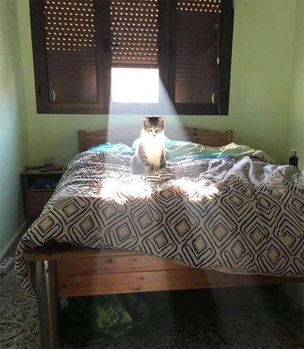 longlivinganimals2_003