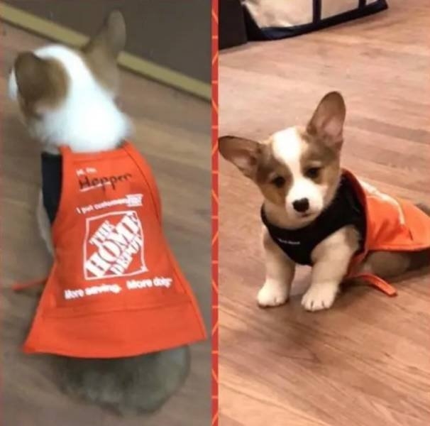 longlivinganimals2_013