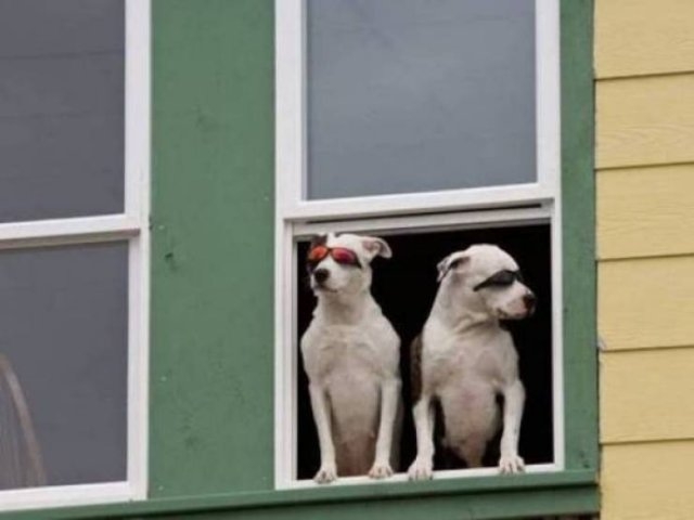 longlivinganimals2_014