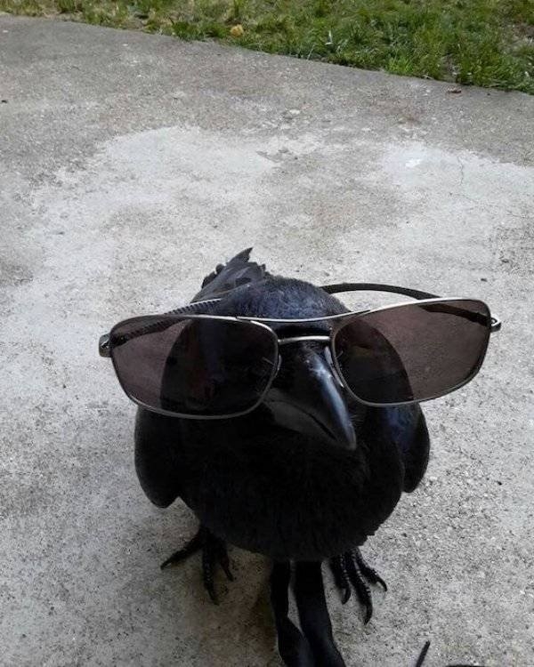 longlivinganimals2_016